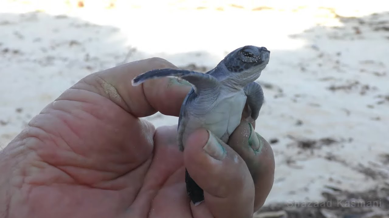 Wildlife Medics - Baby Turtles Rescue - Kenya