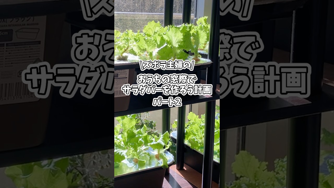 【パート2】発芽〜容器に定植するまで🌱🌱🌱#水耕栽培#室内栽培#家庭菜園