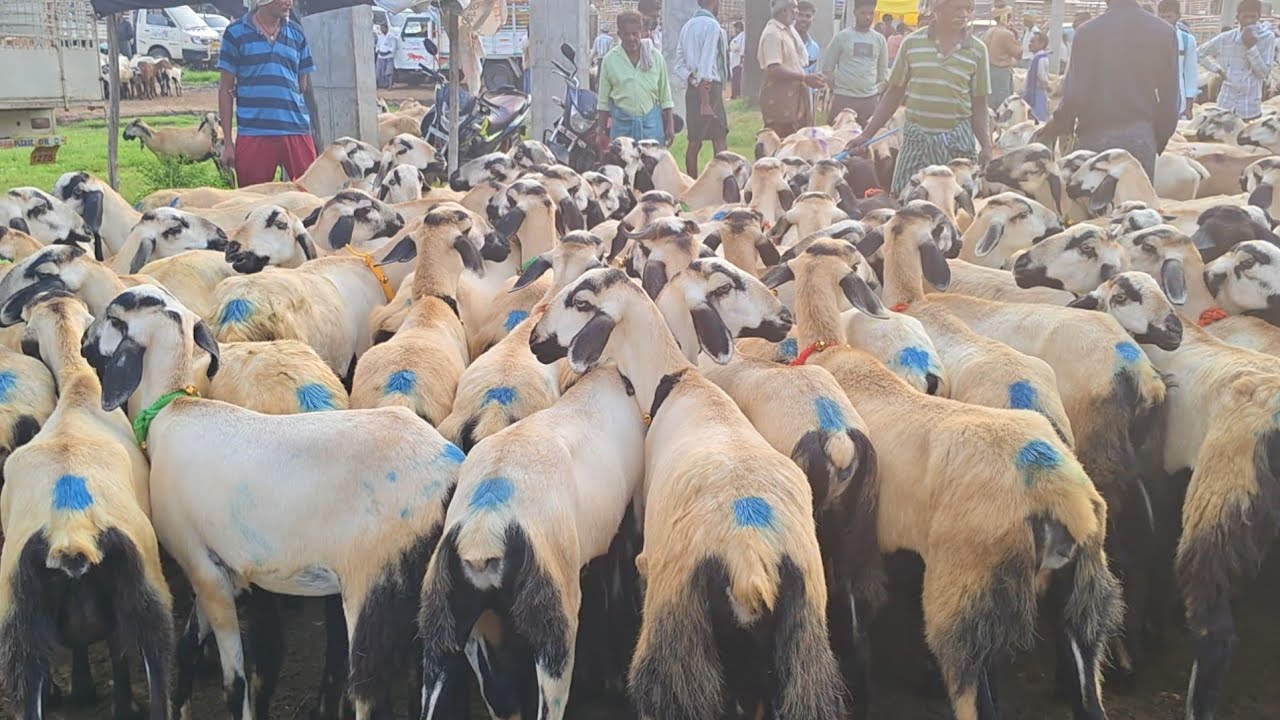 గూడూరు గొర్రెల సంత లో ఈ వారం గొర్రెల ధరలు 10 10 2025 Gudur sheep market Today alikhankrk