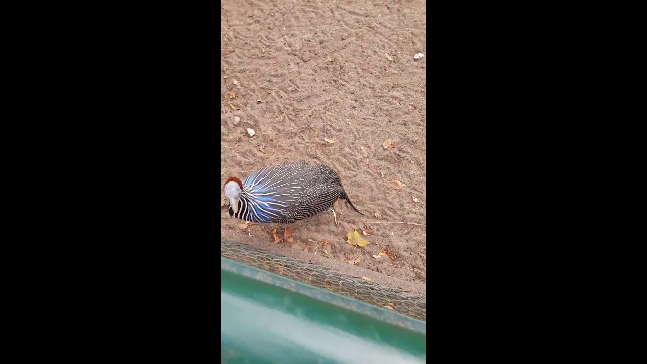 Stare zoo i jego lokatorzy Poznan