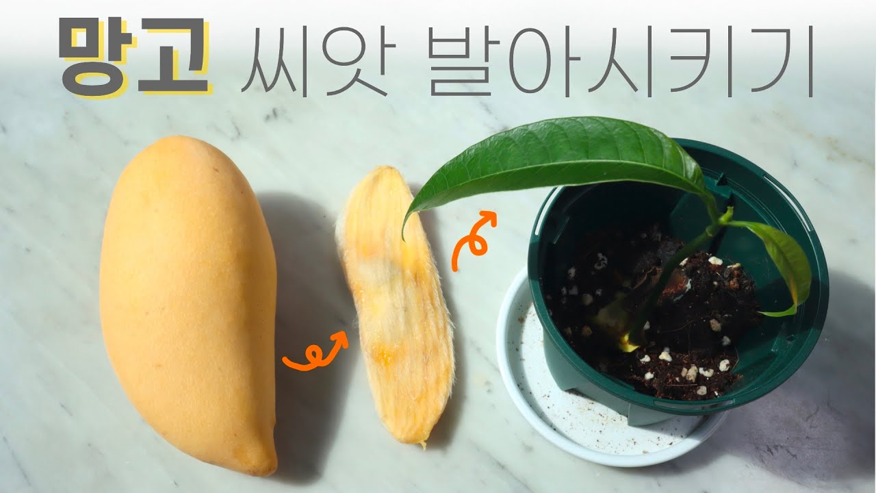 망고 먹고 망고 나무 키우기 (망고 씨앗 발아시키기)