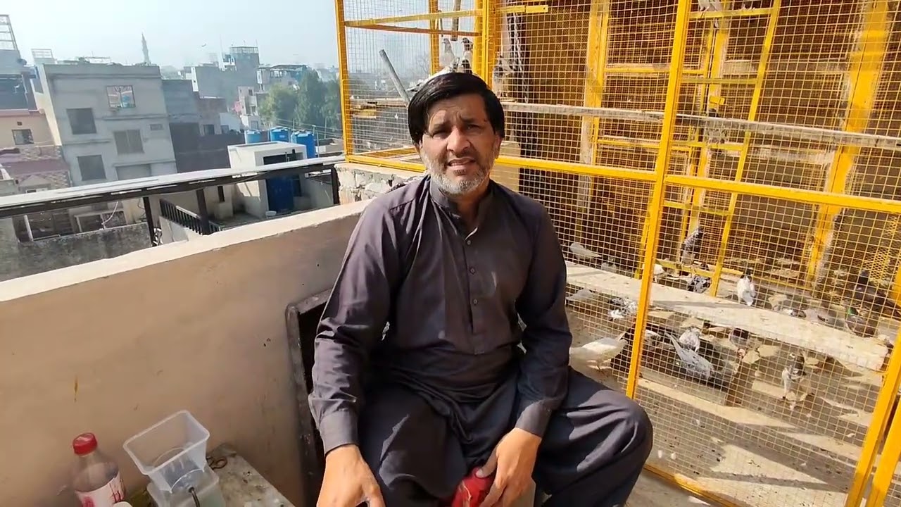 Tariq Brother's ne Multan ki Number lagi Hoi champion Kabooteri pakar li 🕊️