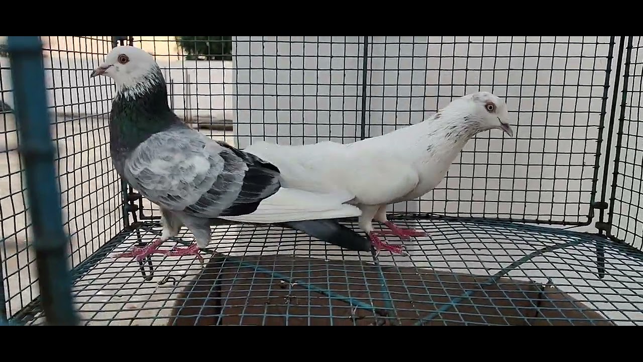 For sale orginal Punjabi kabutar 