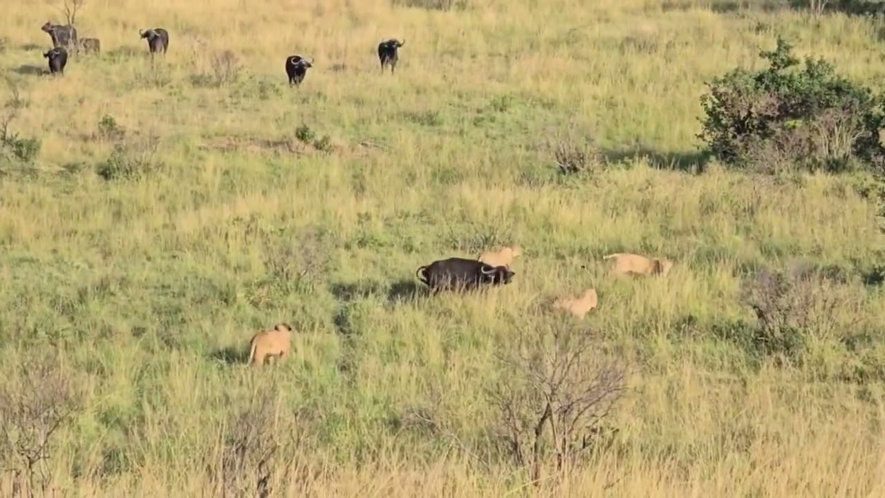 buffalo mother counterattack into lions to protect her new born calf video 