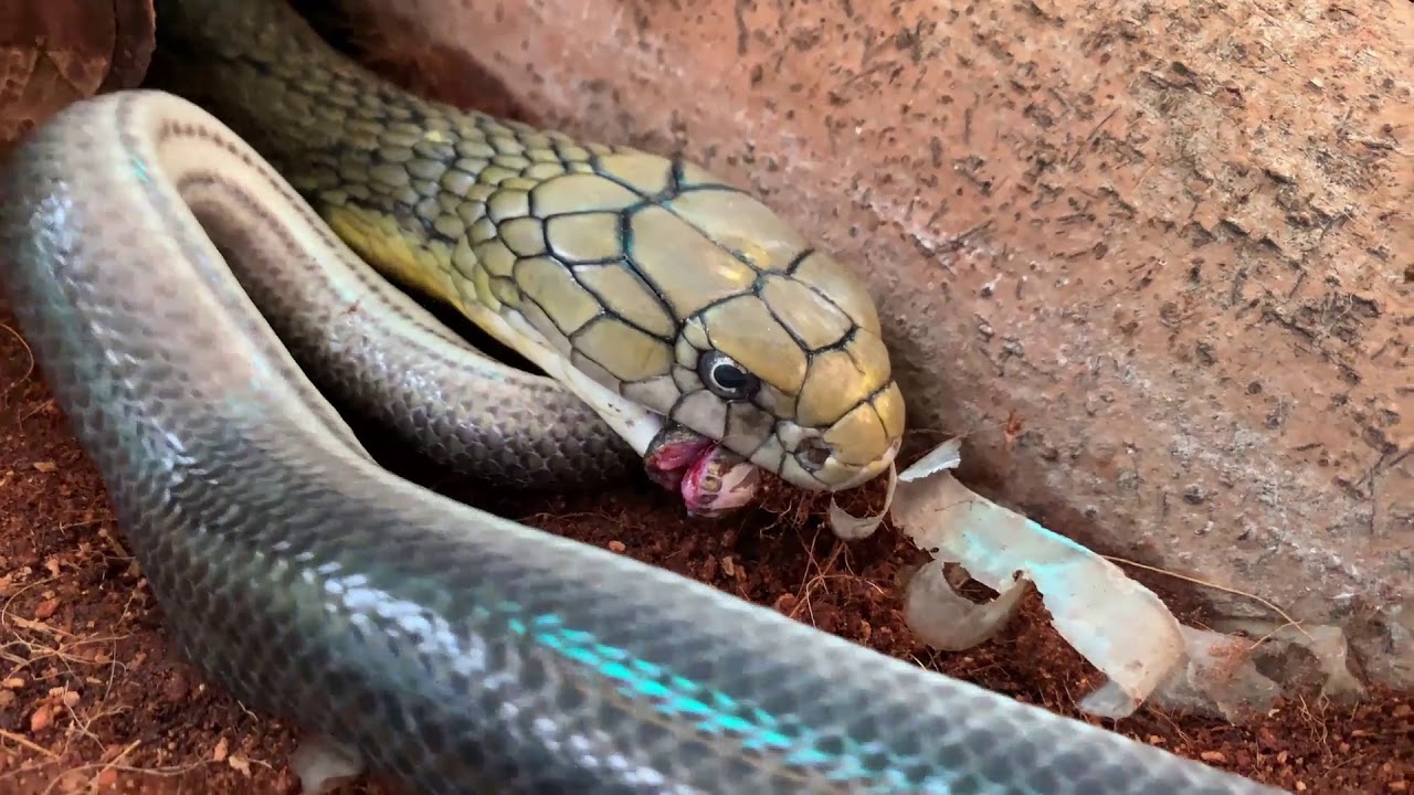 2 lovely baby king cobras!