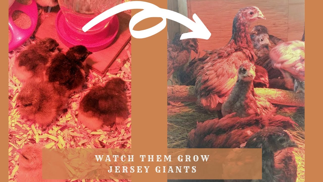 Jersey Giant Chick Growth Time lapse - Watch them GROW