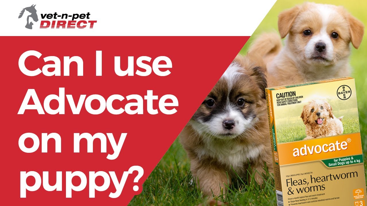 Can I use Advocate on my puppy?