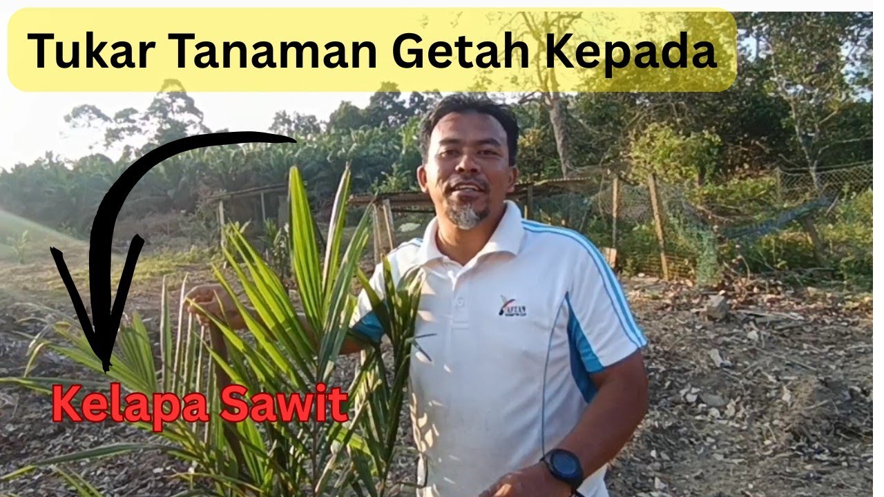 Ep 170: Fasa 2 Tanaman Getah kepada Tanaman Kelapa Sawit! Lining Dan Teknik Tanam Cara Mudah