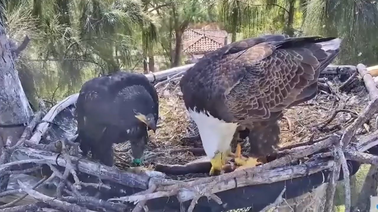 Both paretns brings lunch and Mom feed the eaglets | Dade County Eagle | Feb 13, 2026