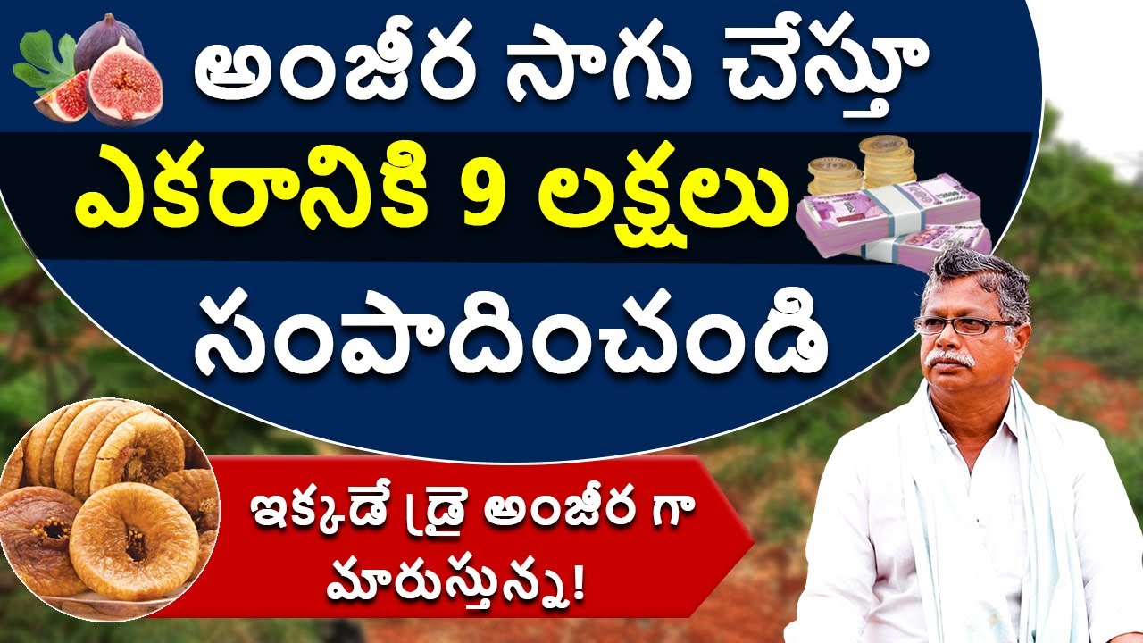 Fig Farming in Telugu - How to Start a Fig Farming? | Benefits of Fig Farming | Kowshik Maridi