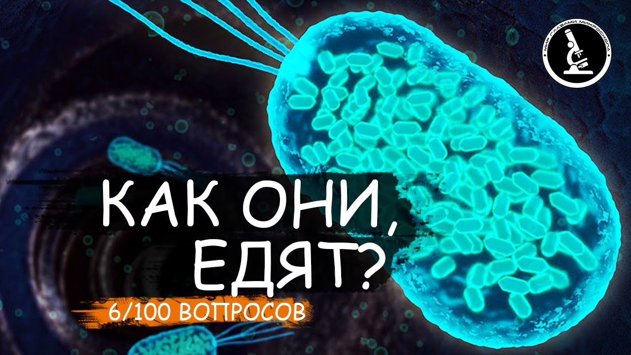 КАК ОБЕДАЮТ МИКРОСКОПИЧЕСКИЕ ОХОТНИКИ? СПОСОБЫ ПИТАНИЯ МИКРООРГАНИЗМОВ
