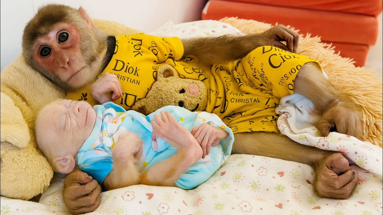 🐒 Monkey SinSin is as Smart as a Human! Take Care of SuBi When He's a Baby