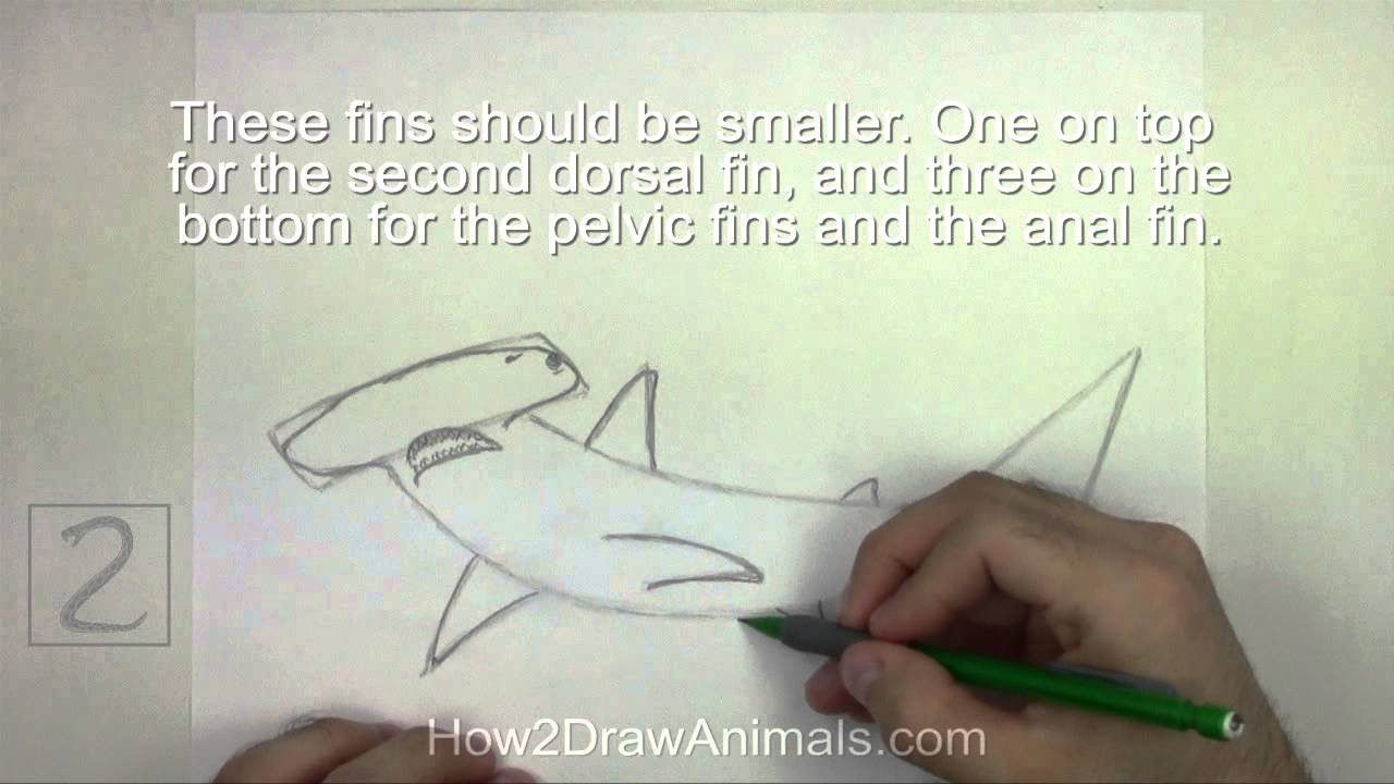 How to Draw a Hammerhead Shark