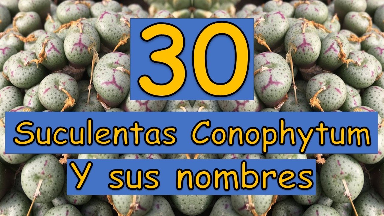 🎍 30 Suculentas Conophytum y sus nombres 🎍