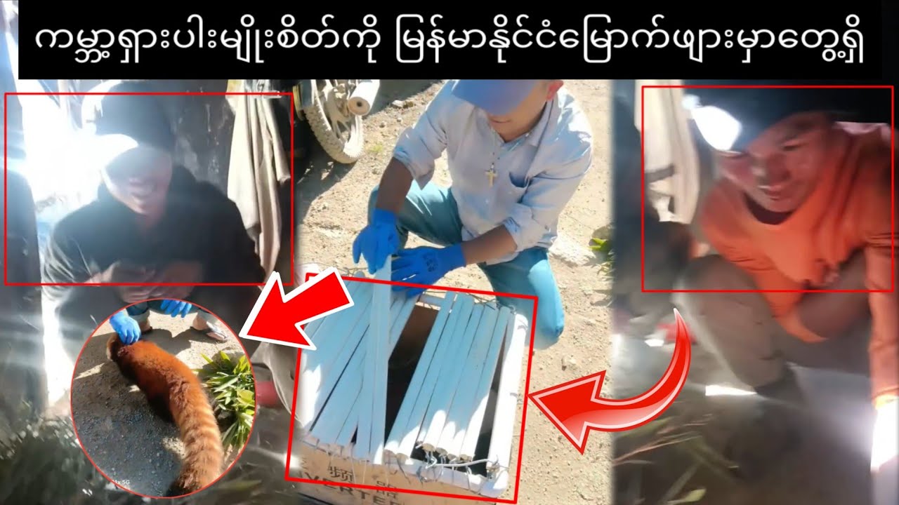 တောလည်ရင်း'မုဆိုး'တစ်ဦး မထင်မှတ်ဘဲတွေ့ခဲ့တဲ့ ရှားပါးမျိုးစိတ်...D,
