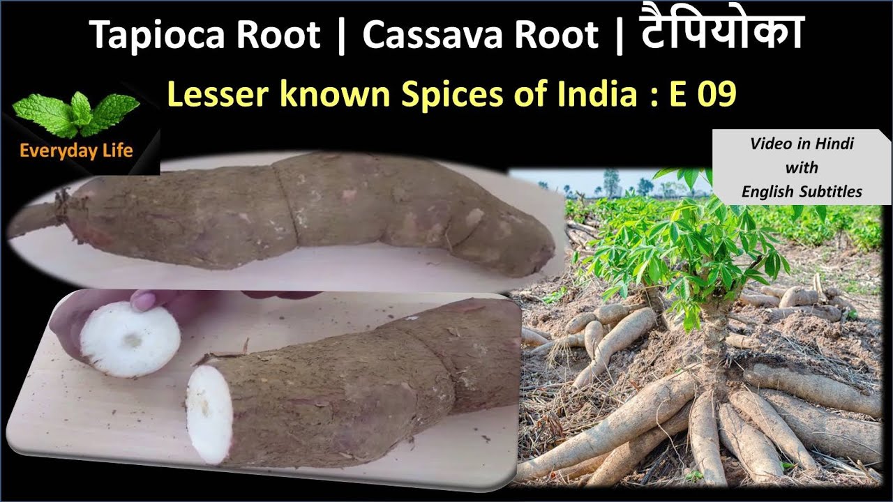 Tapioca/Cassava Root | Gluten-Free | Lesser Known Spices of India: EP 09 | Everyday Life #23