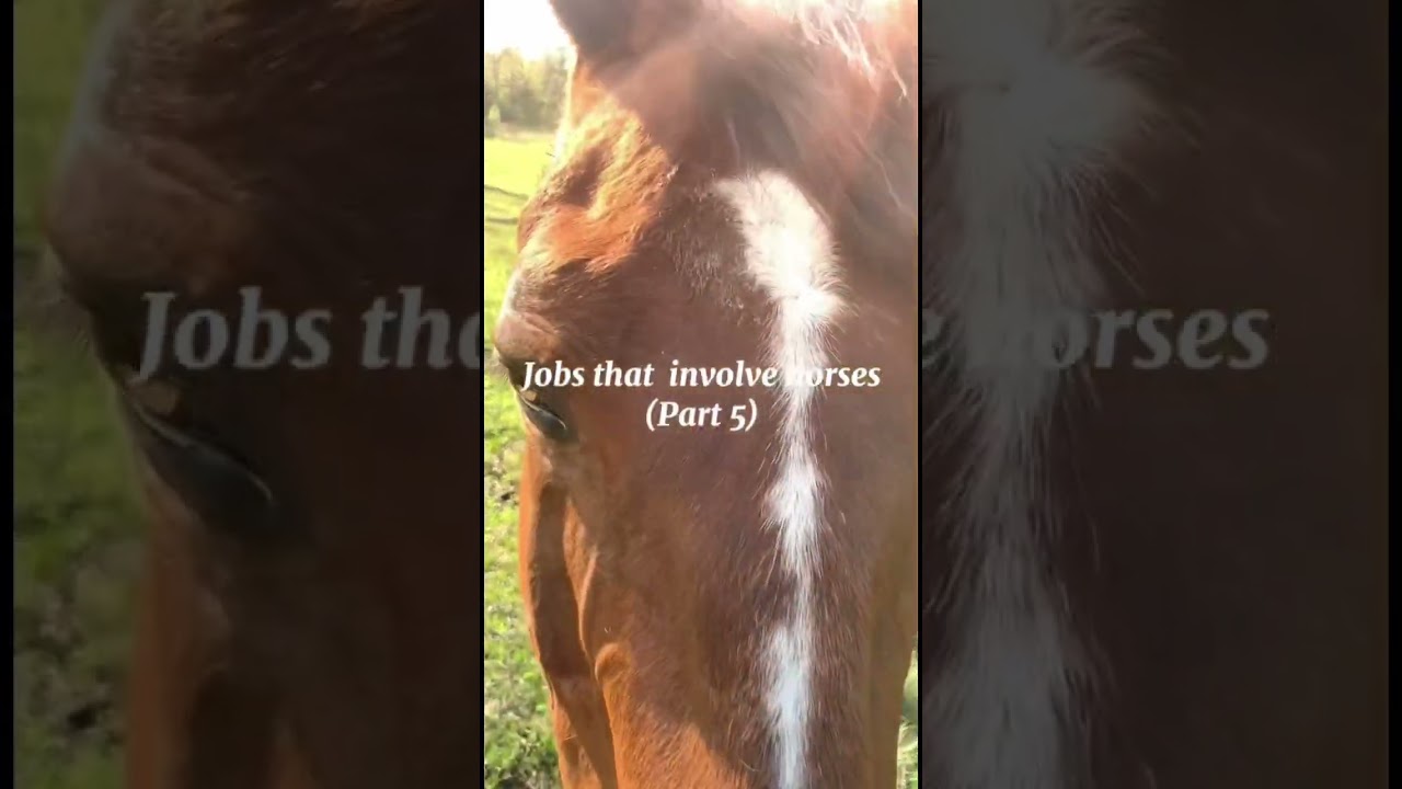 Jobs that involve horses (Part 5) #horse #equestrian #horseracing