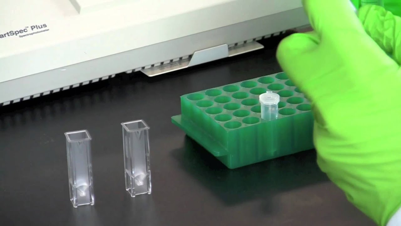 DNA Quantitation Using a Spectrophotometer