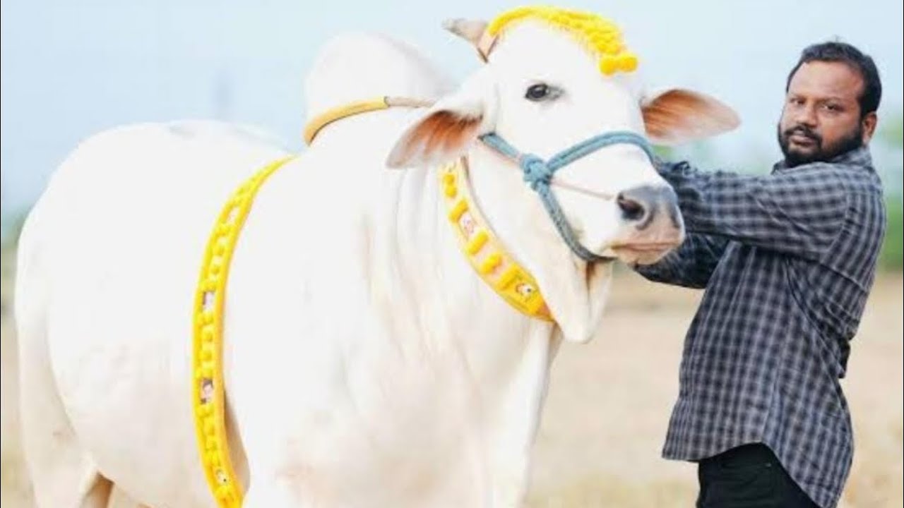 రెంటచింతల సీనియర్స్ 13వ కసనేని రాజా చౌదరి గారు గన్నవరం