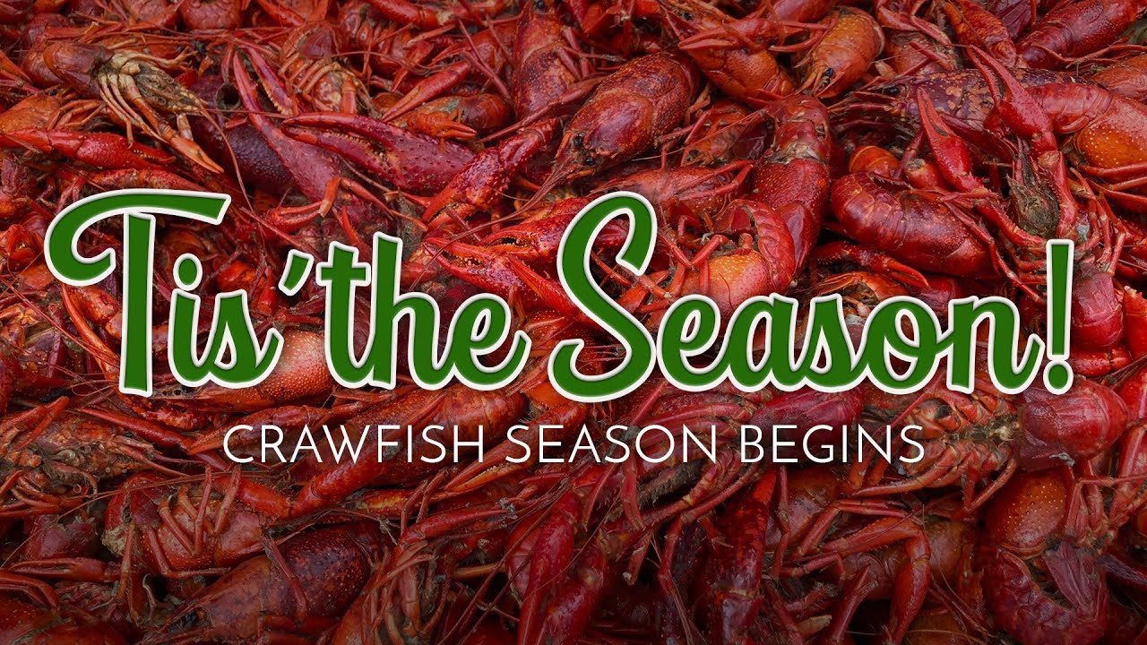 2025 Louisiana Crawfish Season Looking Promising