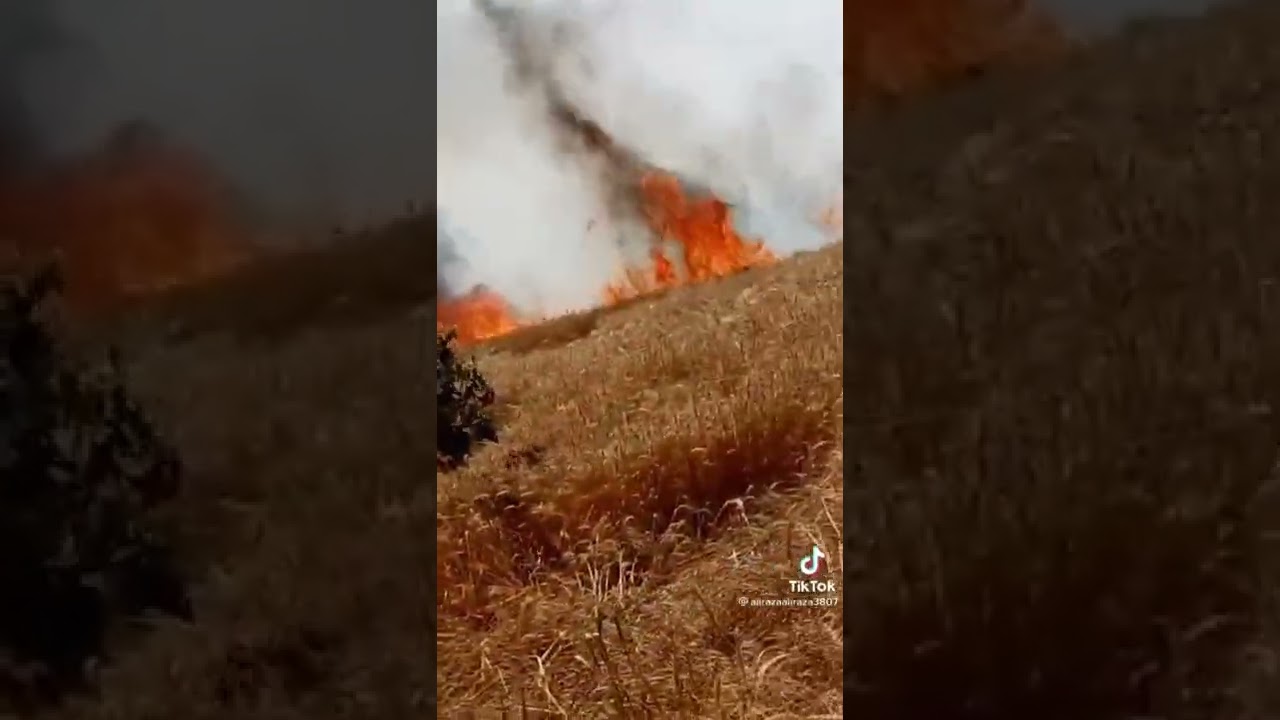 fire in wheat field #shorts #viral