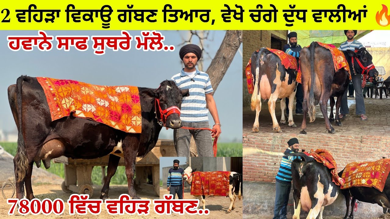 ਰਾਜੇ ਵੀਰ ਕੋਲ 2 ਵਹਿੜਾ ਗੱਬਣ ਤਿਆਰ ਵਿਕਾਊ ਮੁੱਲ ਬਿਲਕੁਲ ਜ਼ਾਇਜ ਪਿੰਡ ਕਮਾਲਪੁਰ ਤਰਨਤਾਰਨ 
