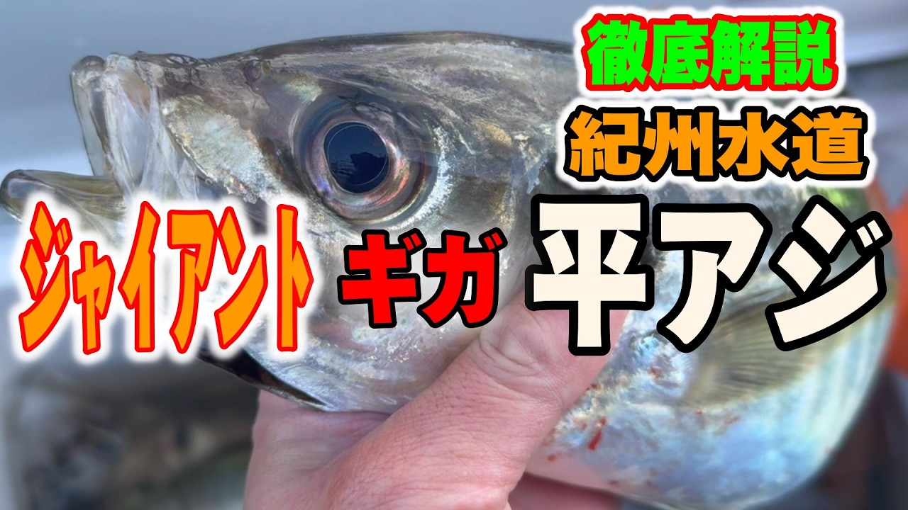 《和歌山・玉市丸》【お前の知らない世界！】50㎝オーバーは当たり前！紀州水道のメタボ平アジ2024 12 29ジャンボアジ