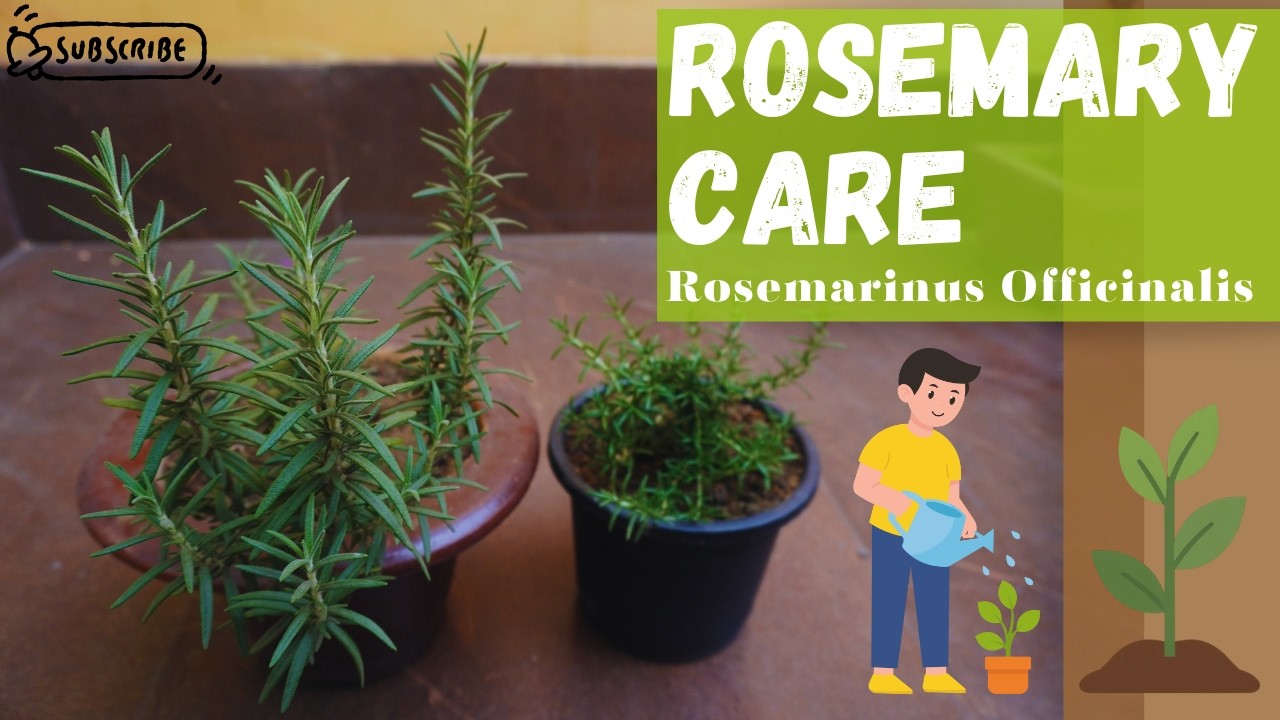 Rosemary Care || Pot, Sunlight, Water, Soil-mix, Prune, Fertilizer etc. || Rosemarinus