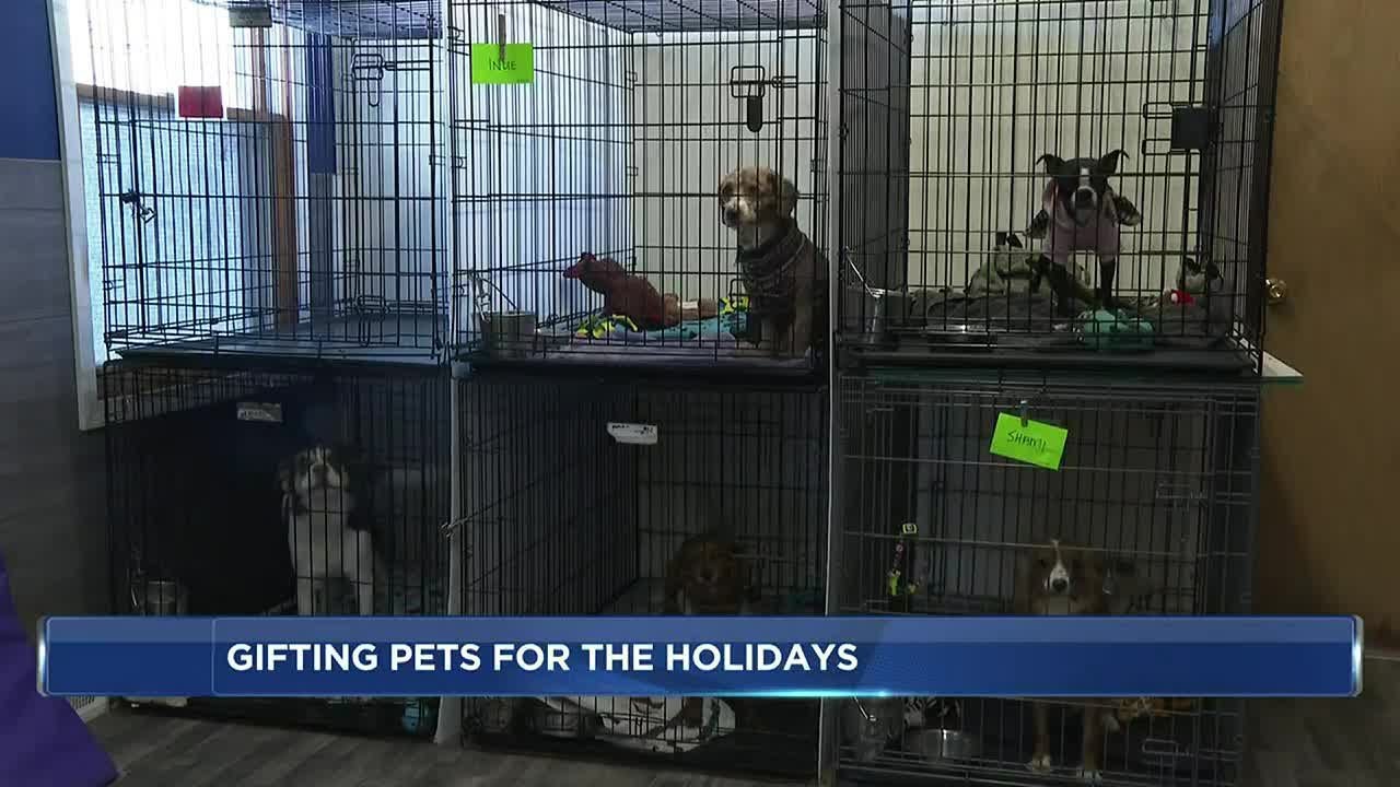 Animal advocates urge adopters to prepare before gifting a pet over the holiday