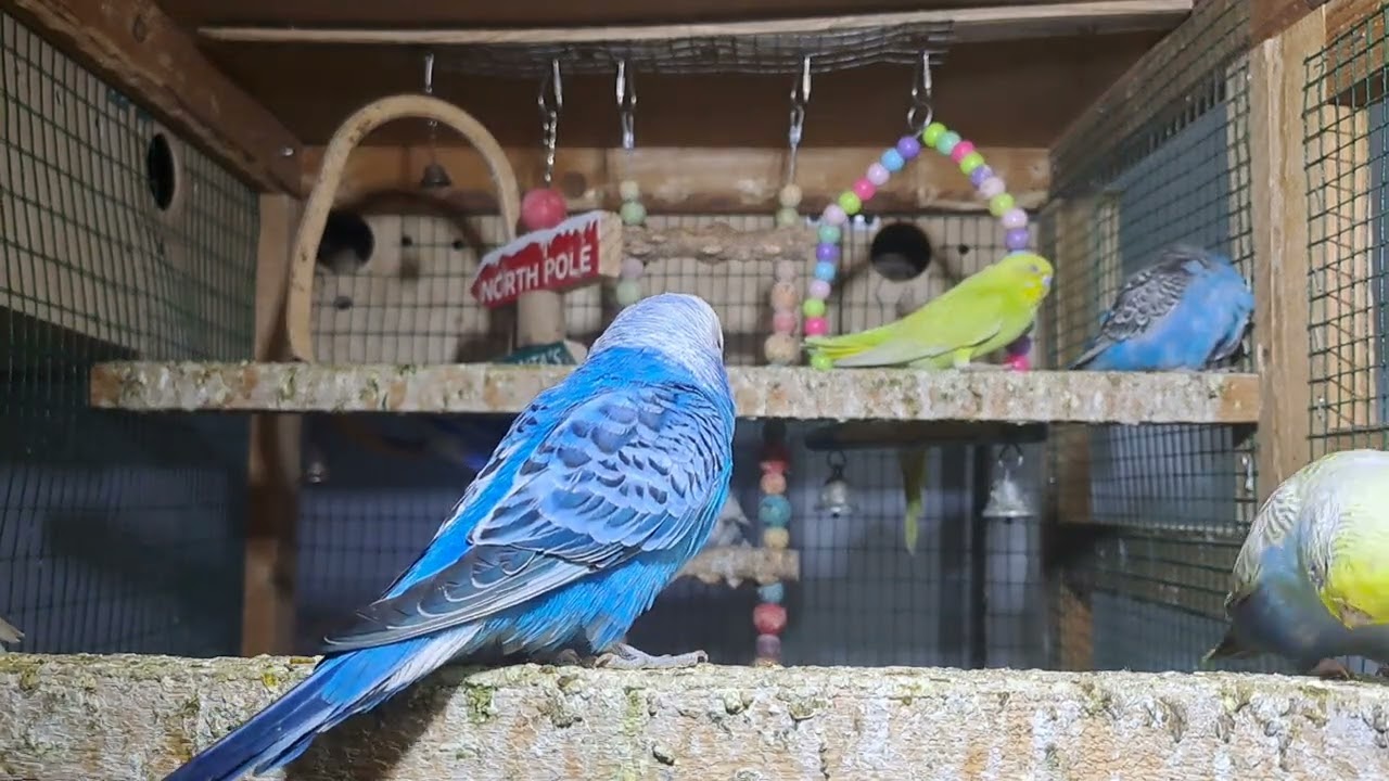 Baby Parrots – Sweet Little Chicks!