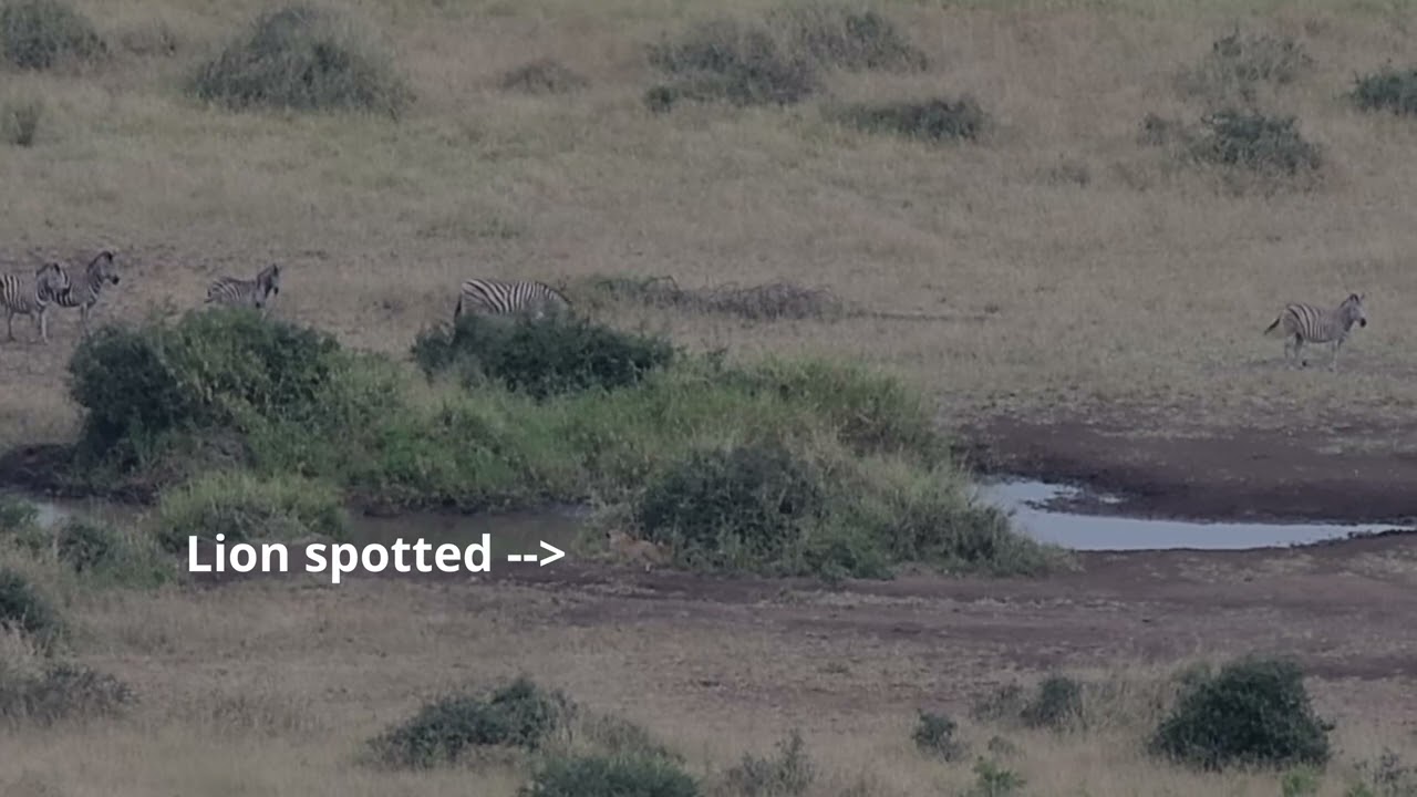 Nkumbe Lookout Point 1000+ Zebra moving north in Kruger National Park