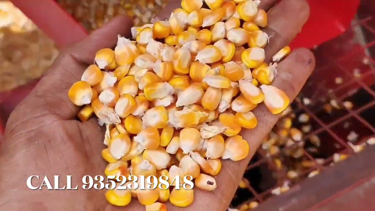 Bhoor Combo Multicrop thresher | Working video on Maize Crop | Satisfying Results | #bhoorthresher