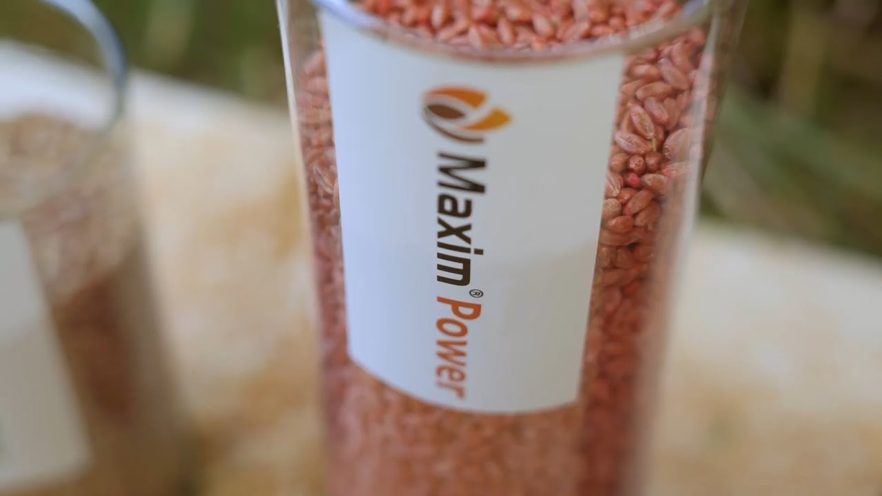 Zaprawy nasienne Syngenta | Maxim Power | Vibrance Star