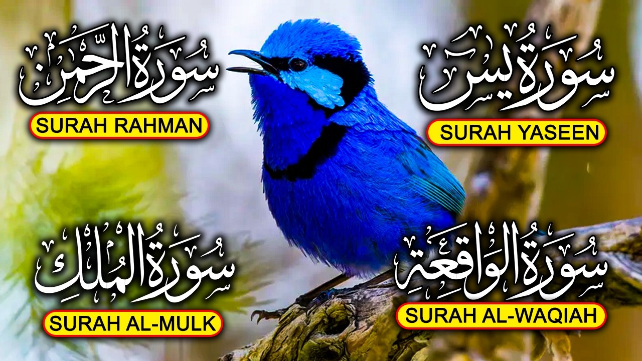 Surah Yaseen ❤ Surah Rahman ❤ Surah Al Waqia ❤ Surah Al mulk Soothing Quran recitation | EP013