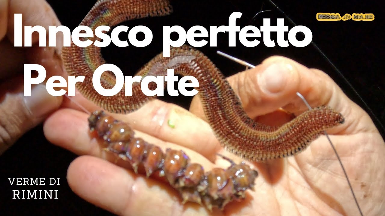 Pesca in Mare : il Verme di Rimini &egrave; un Ottima Esca!!!