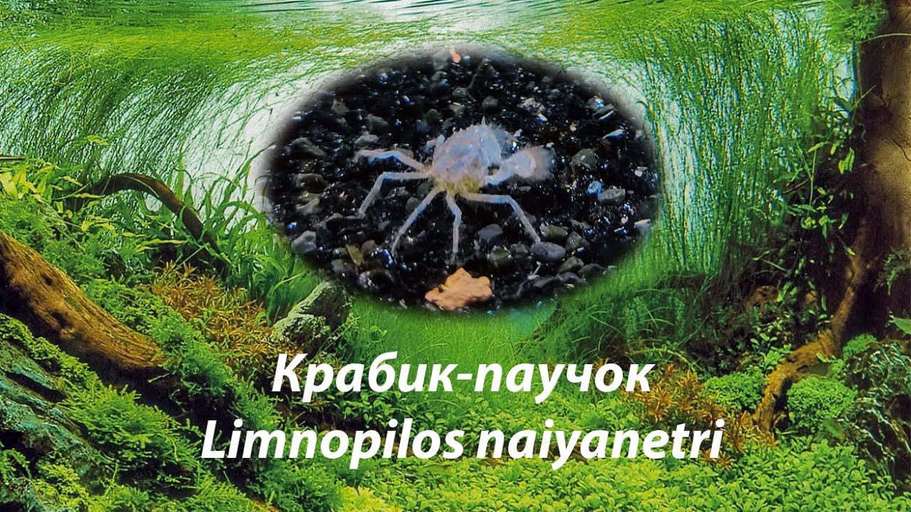 Крабик паучок / Микрокрабик / Limnopilos naiyanetri #крабикпаучок #Llimnopilosnaiyanetri #микрокраб