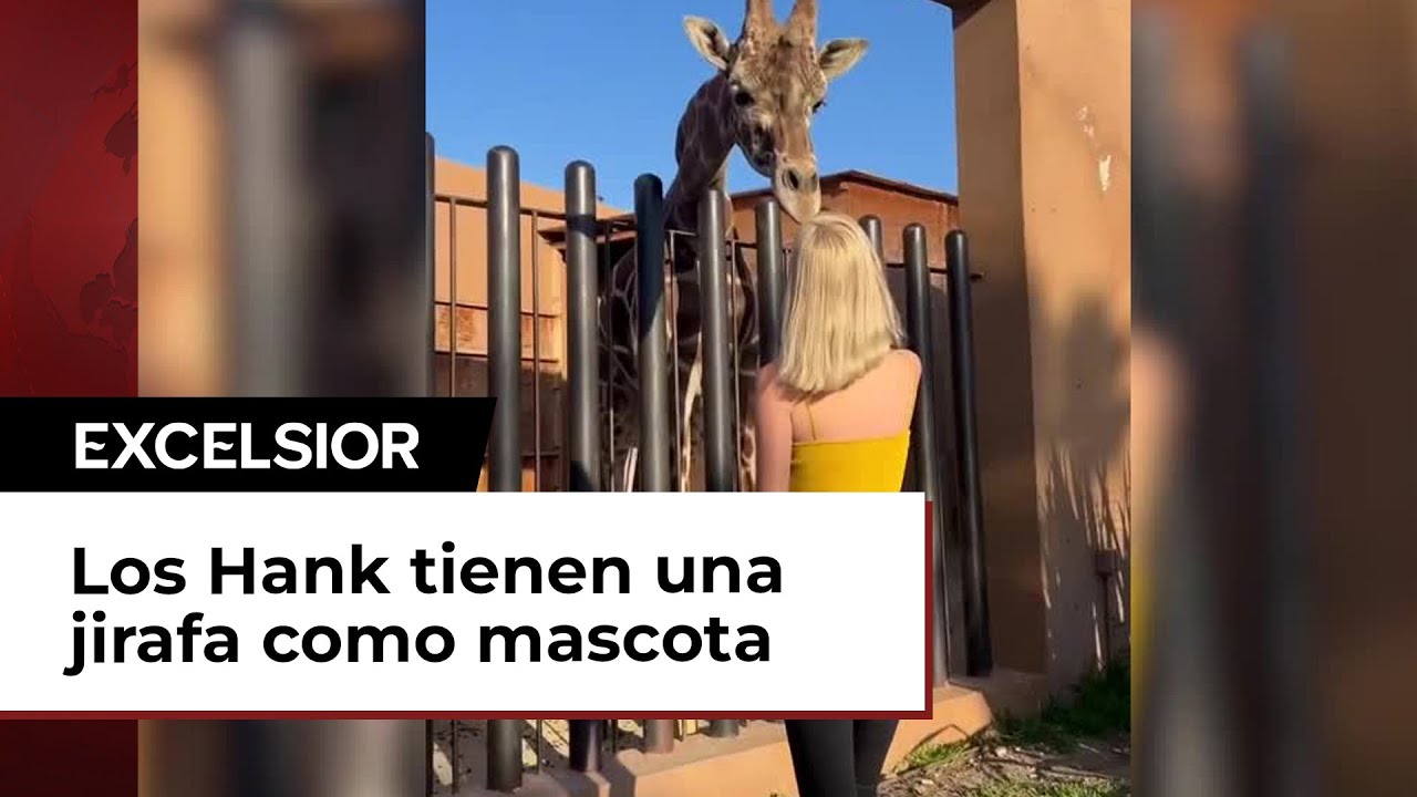 Familia Hank presume jirafa como mascota y activistas buscarán quitársela