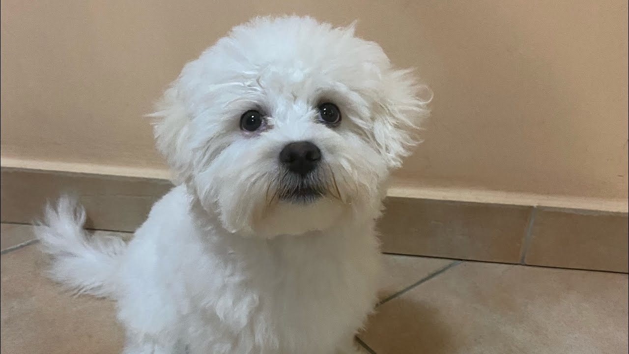 Toy ❤️ Bichon Maltez: vaccinuri, deparazitare, hrana, toaletaj.