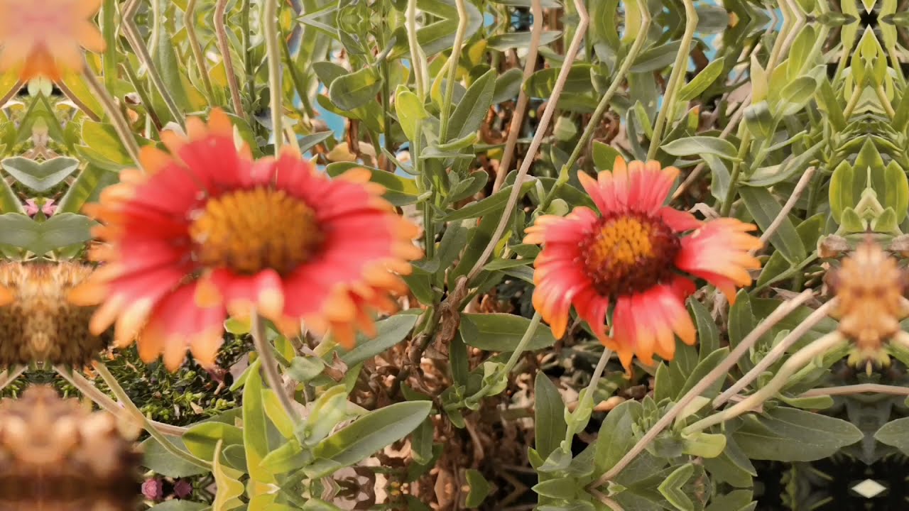 Flower vlog status 1024p video.