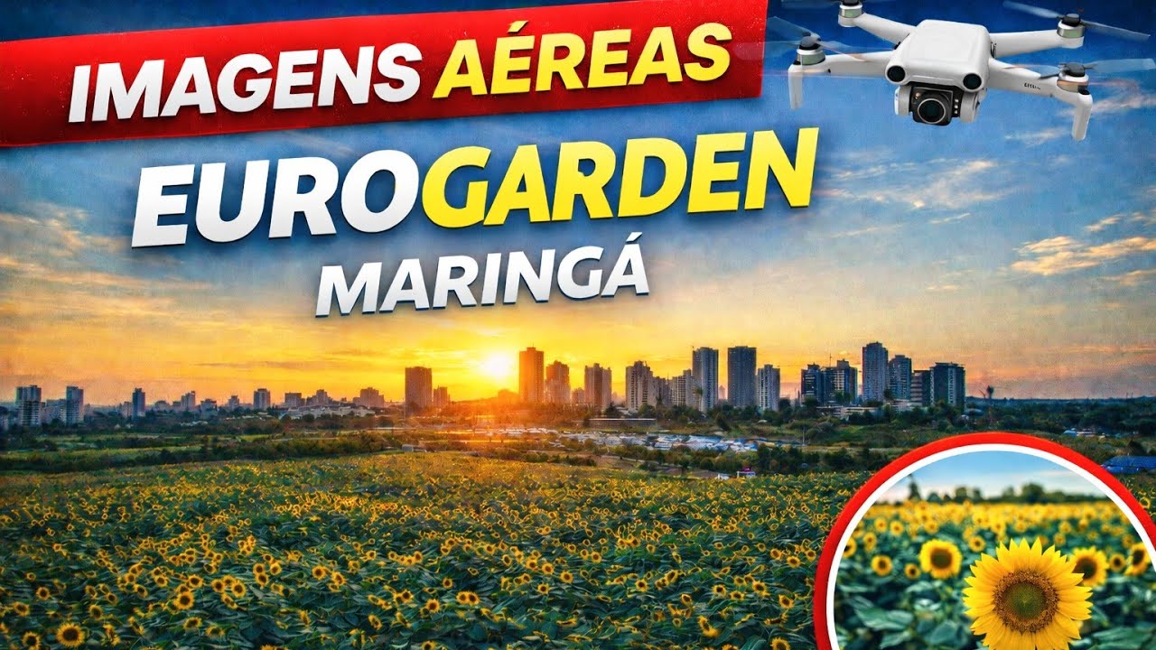 CAMPO DE GIRASSÓIS EM MARINGÁ 