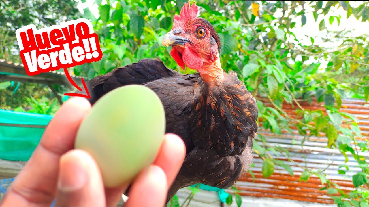 Mi Gallina Piroca puso su Primer Huevo Verde 😲