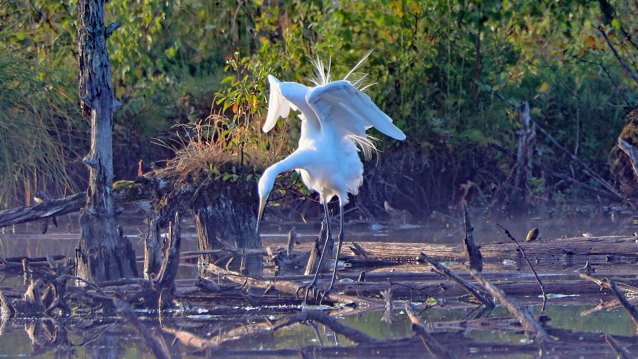 Silberreiher mit Schmuckfedern startet in den Tag /Great Egret with breeding plumes starts the day