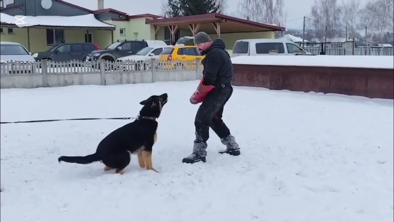 Cox Favitole, 8.month #dog #germanshepherd #dogtraining #puppytraining #doglife 