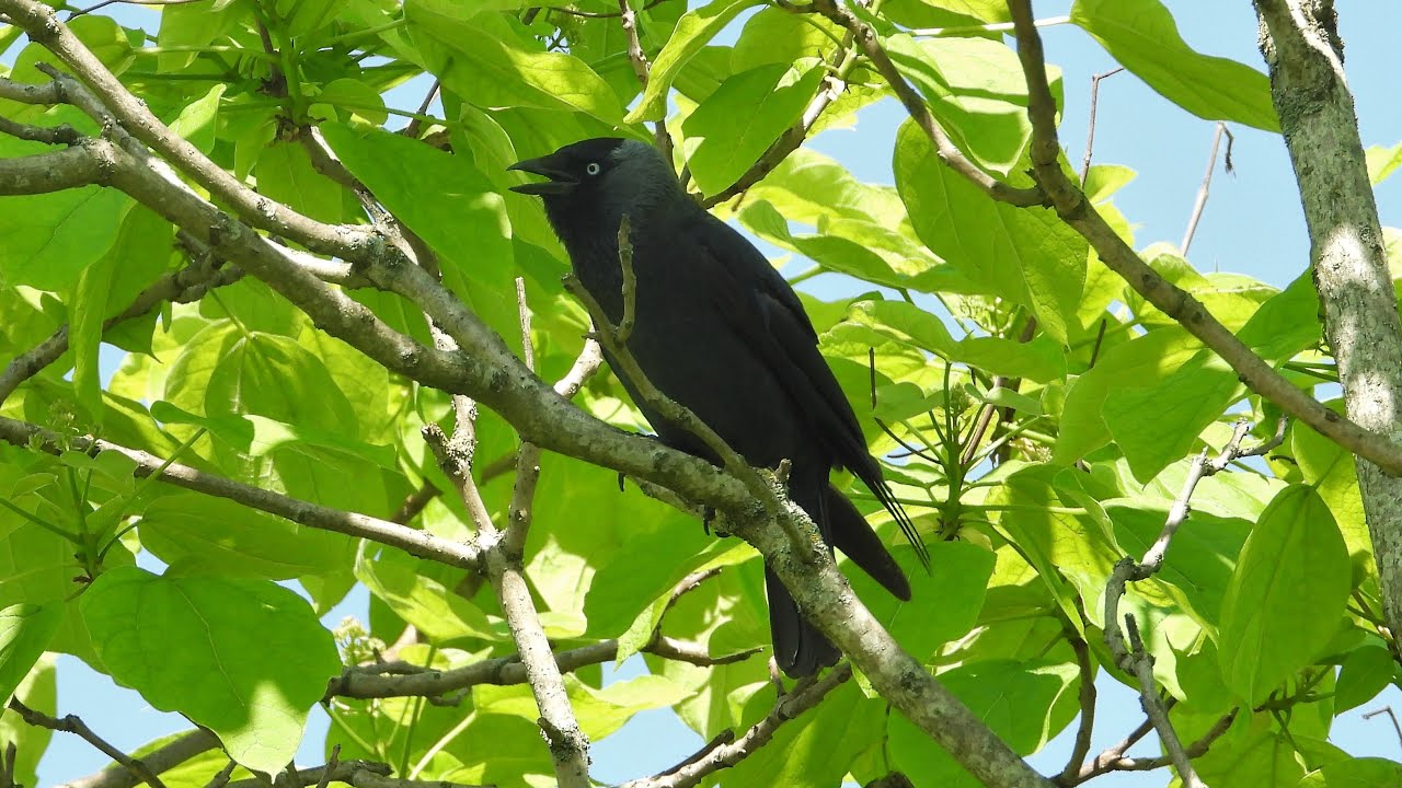 Jackdaw bird call, bird song