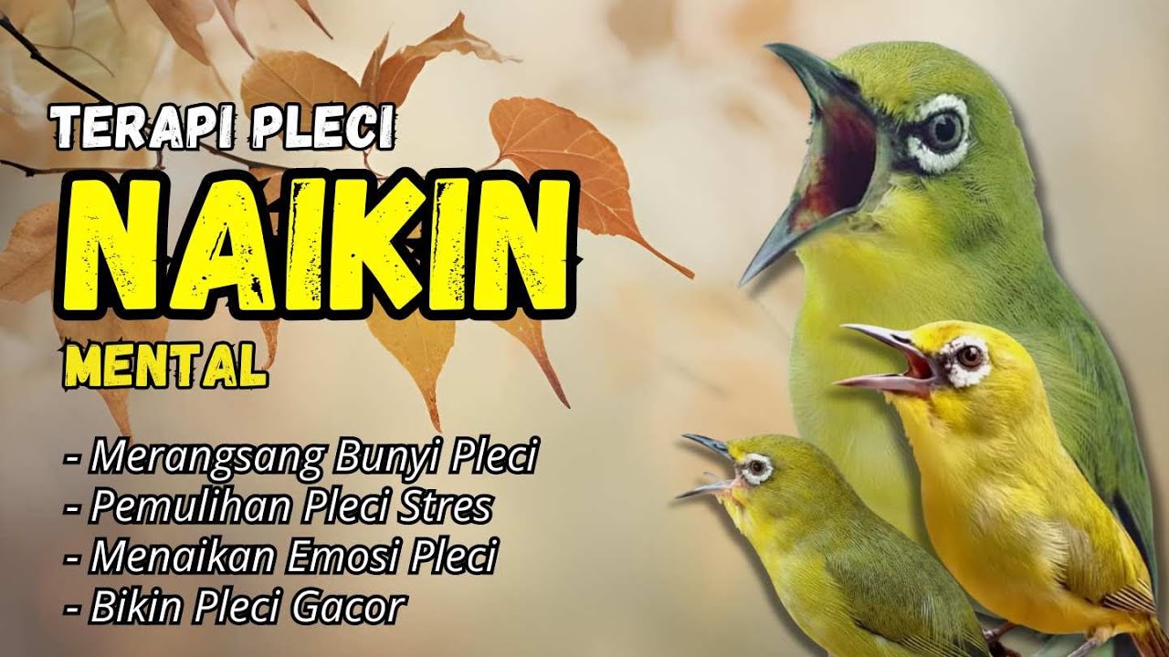 Terapi Naikan Mental Pleci dan Bikin Gacor