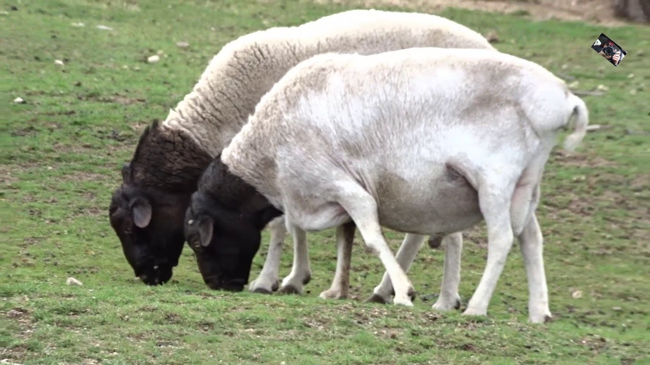 Le Mouton de Somalie est un mouton sans laine  -  Safari de Peaugres  (Ardèche) France
