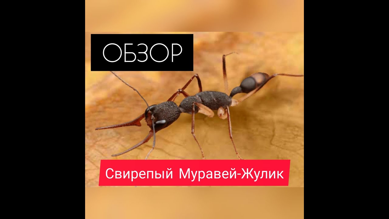 ГЕНЕРАЛ КОТОРЫЙ ОБМАНУЛ ВСЕХ! Свирепый Жулик! Обзор! The Ants: Underground Kingdom