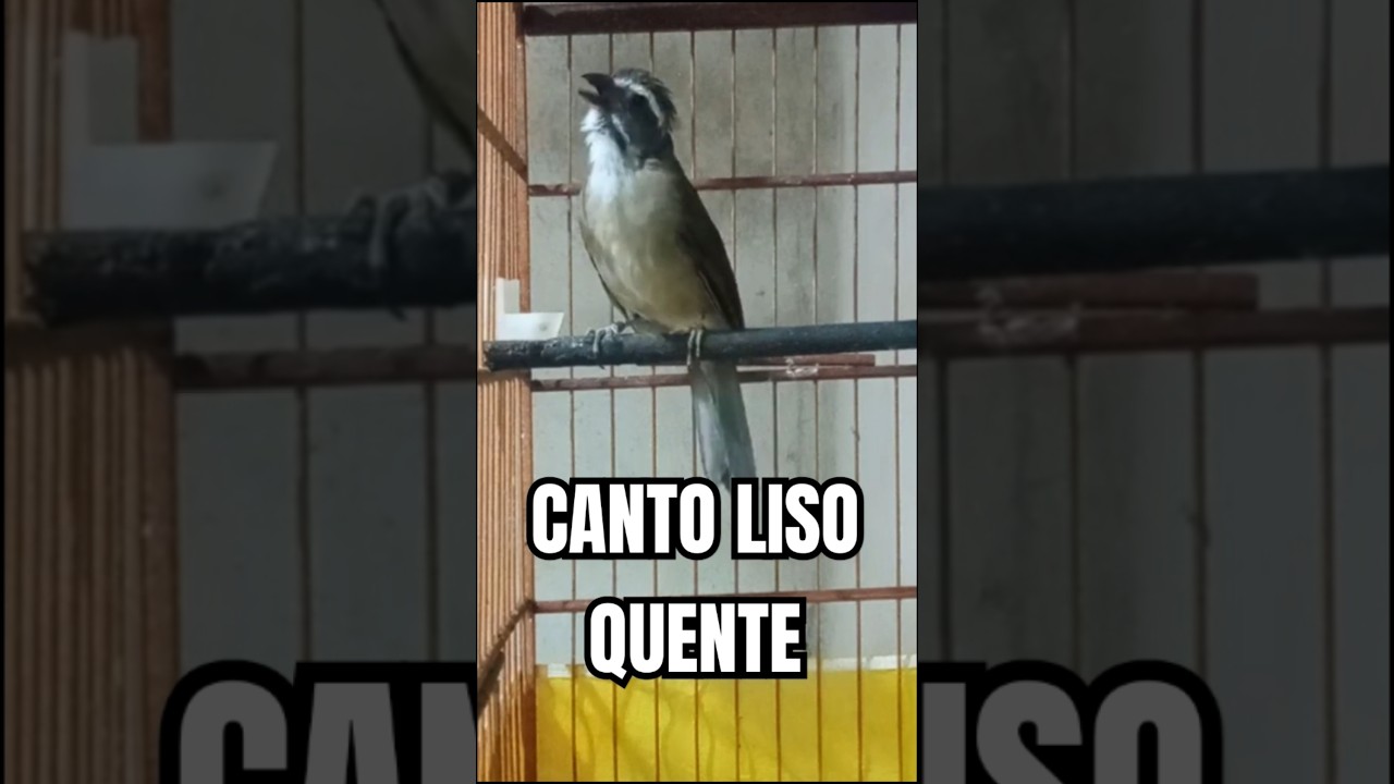 CANTO LISO DO TRINCA FERRO QUENTE / ESQUENTAR TRINCA FERRO #trincaferro