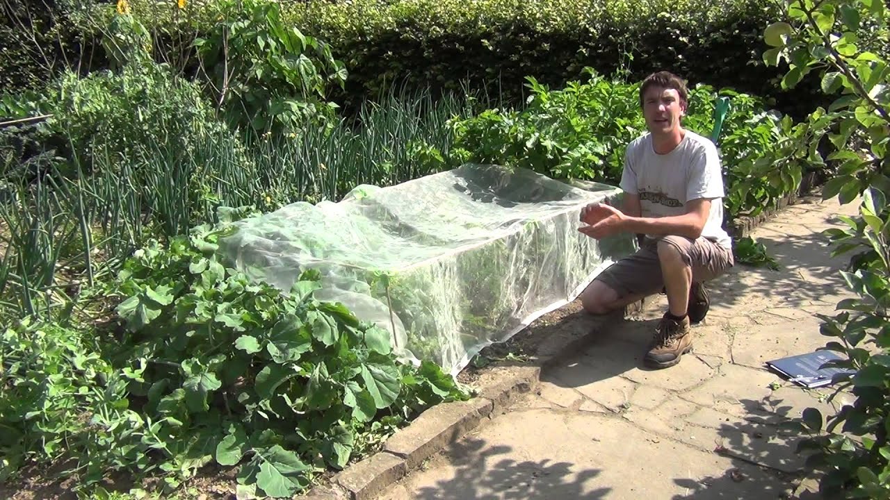 Pest Control for Carrots