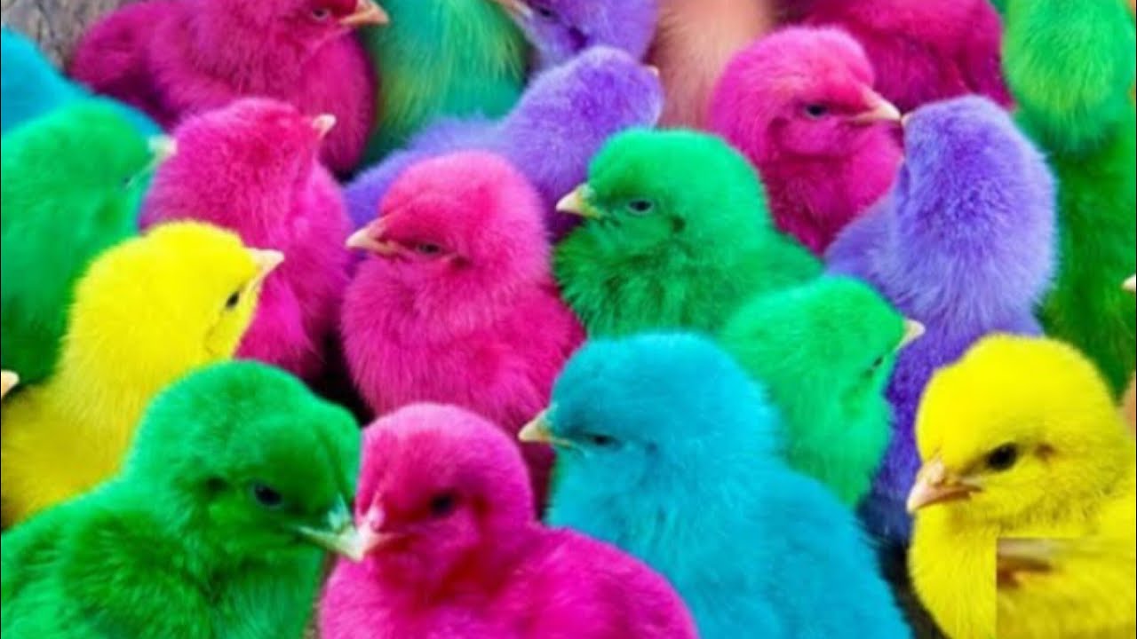 World Cute Chickens Cute Colorful Chickens Rainbow Chickens Cute Ducks Cat Rabbits And Cute Animals